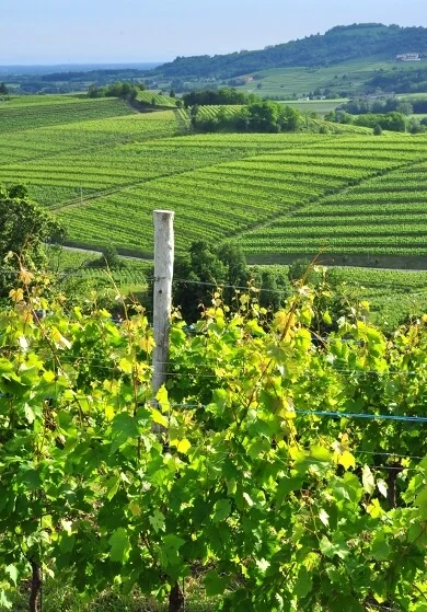 Vingård i Friuli-Venezia Giulia Vingård i Friuli-Venezia Giulia