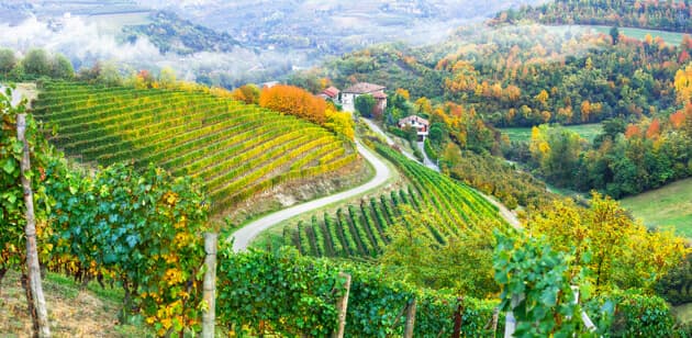 Vingård i Piemonte De bølgende, vinbeklædte bakker i Langhe-distriktet
