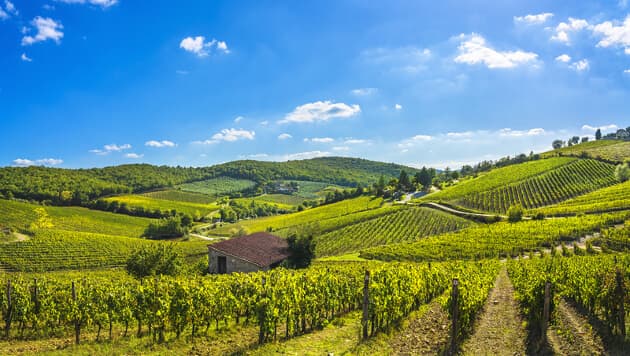 Bølgende bakker i Chiantidistriktet Grønne, bølgende vinmarker og olivenlunde i Chianti under en blød forårssol